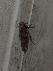 Paraphlepsius collitus