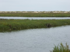 Sternula antillarum browni
