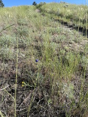 Delphinium nuttallianum