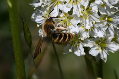 Andrena astragali