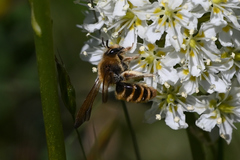 Andrena astragali