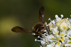Andrena astragali