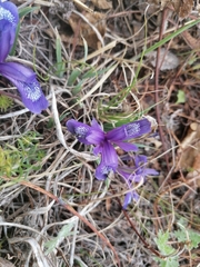 Iris uniflora