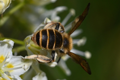 Andrena astragali