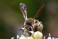 Andrena astragali