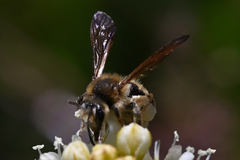 Andrena astragali