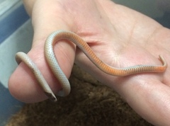 Tantilla hobartsmithi