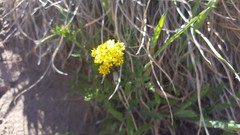 Cymopterus lemmonii