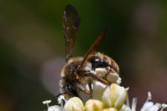 Andrena astragali