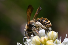 Andrena astragali