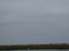 Sternula antillarum browni