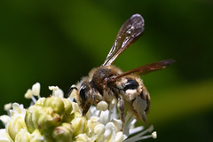 Andrena astragali