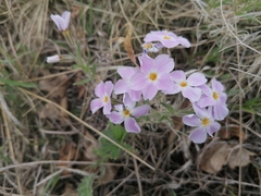 Phlox sibirica