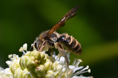 Andrena astragali