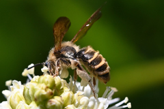 Andrena astragali