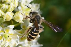 Andrena astragali