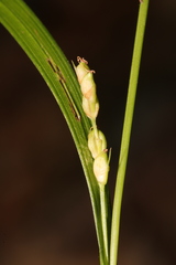 Carex calcifugens