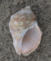 Rapaninae