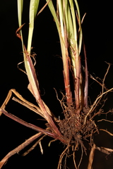 Carex calcifugens