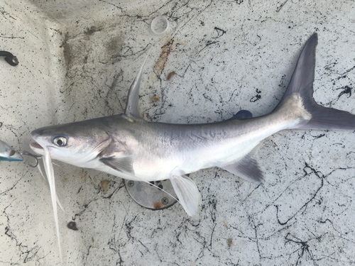Gafftopsail Catfish