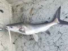 Gafftopsail Catfish photo 2