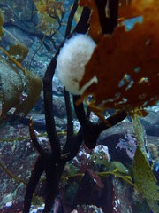 Aplidium fuegiense