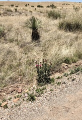 Cirsium neomexicanum