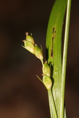 Carex calcifugens