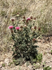 Cirsium neomexicanum