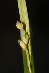 Carex calcifugens