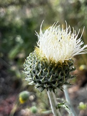 Cirsium cymosum
