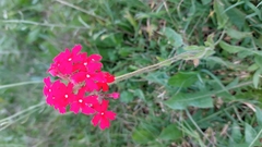 Glandularia peruviana