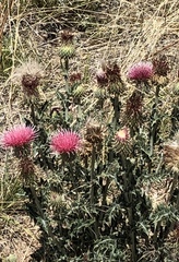 Cirsium neomexicanum