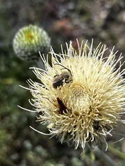 Cirsium cymosum