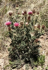 Cirsium neomexicanum
