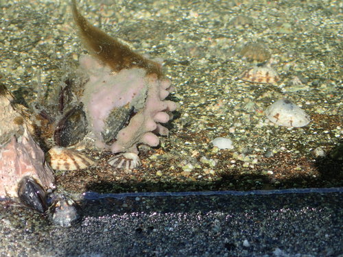 Chalinidae