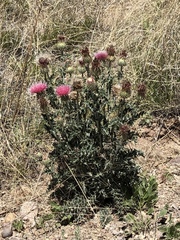 Cirsium neomexicanum