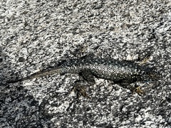 Sceloporus occidentalis taylori