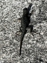 Sceloporus occidentalis taylori