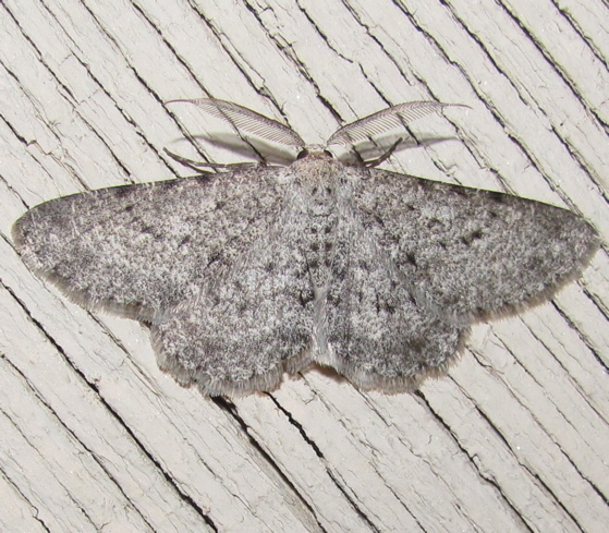 Glena furfuraria