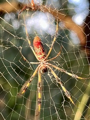 Trichonephila clavipes image