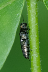 Agrilus ruficollis