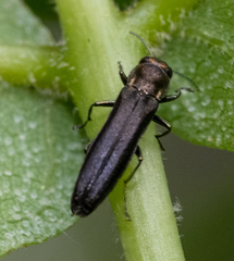 Agrilus ruficollis