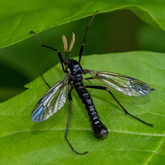 Tanyptera