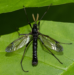 Tanyptera