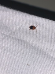 Prionocyphon discoideus