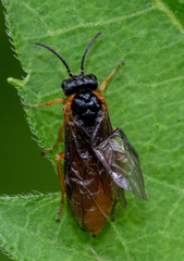 Monostegia