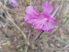 Rhododendron dauricum