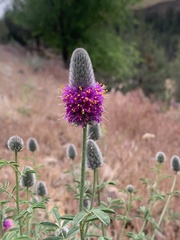 Dalea ornata