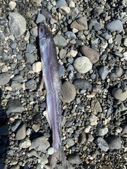 Thaleichthys pacificus